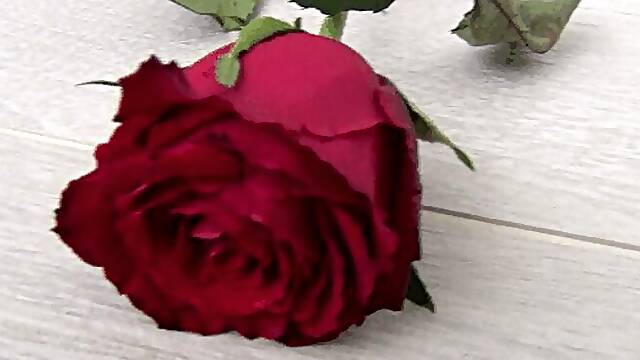 Trampled a red rose with my barefoot d